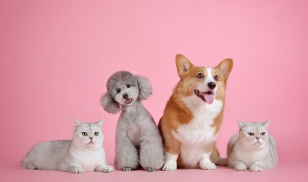 Vente de croquettes pour chats et chiens BAB'IN à Mende