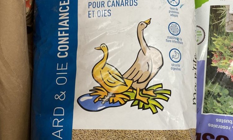 GAMME CANARD ET OIES